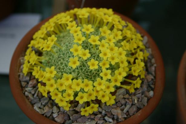 Dionysia tapetodes 