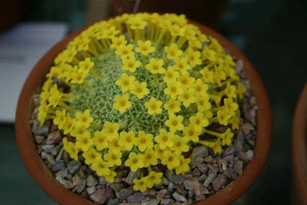 Dionysia tapetodes 