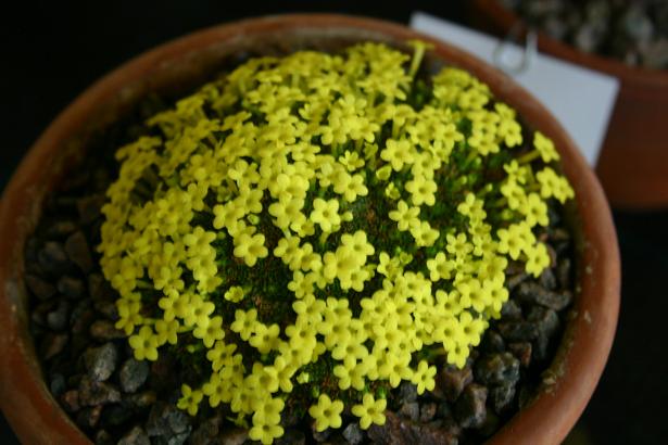 Dionysia tapetodes 'Brimstone' 