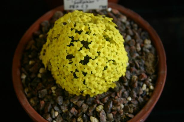 Dionysia tapetodes 'Sulphur' 