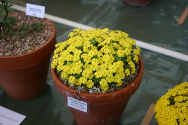 Dionysia termeana 