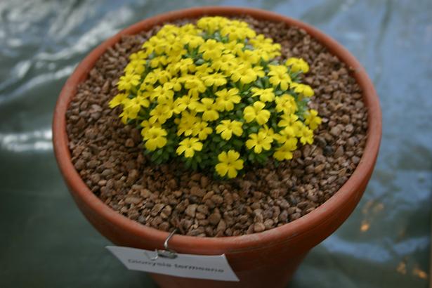 Dionysia termeana 