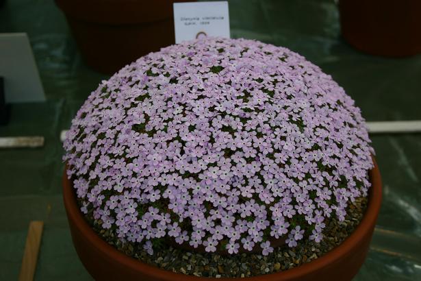 Dionysia viscidula 