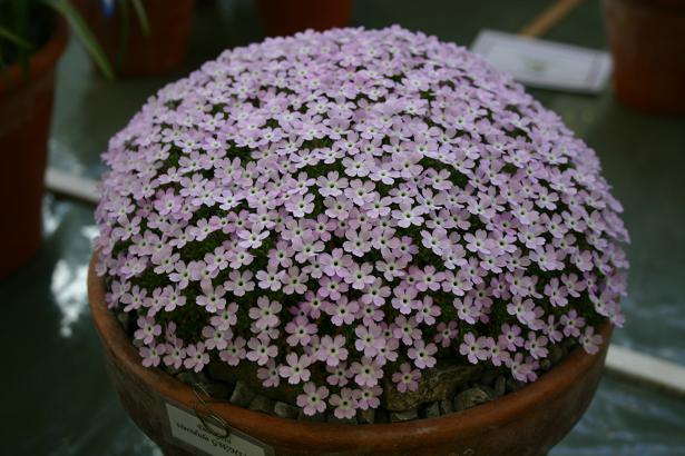 Dionysia viscidula 