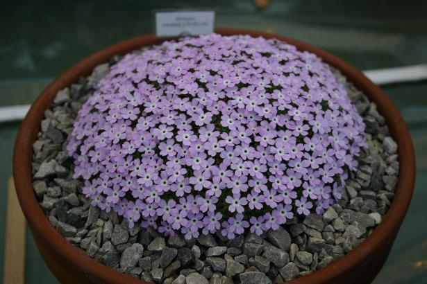 Dionysia viscidula 