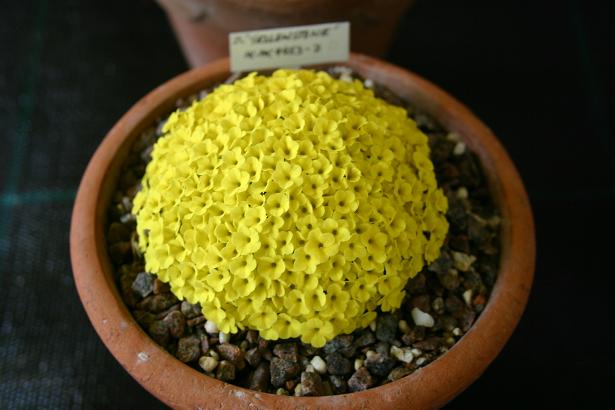 Dionysia 'Yellowstone' 