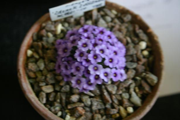 Dionysia 'Zdenek Zvolanek' 