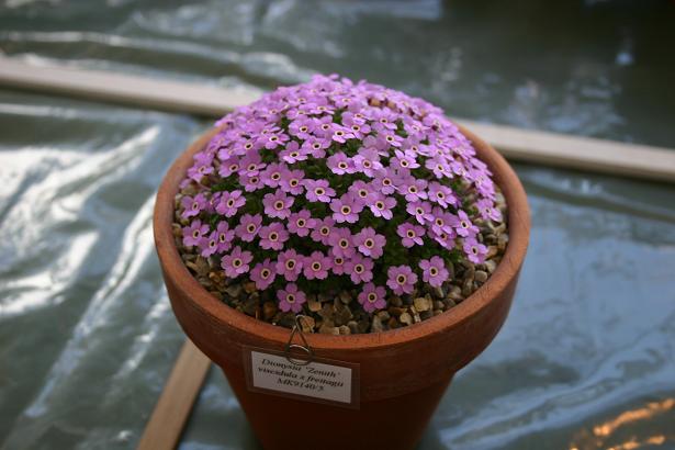 Dionysia 'Zenith' 