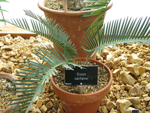 Dioon califanoi 