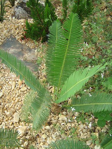 Dioon edule 