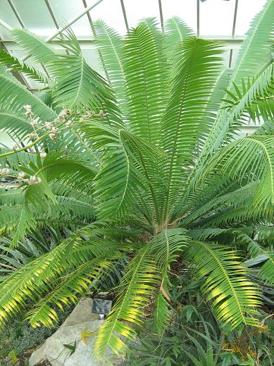 Dioon spinulosum 