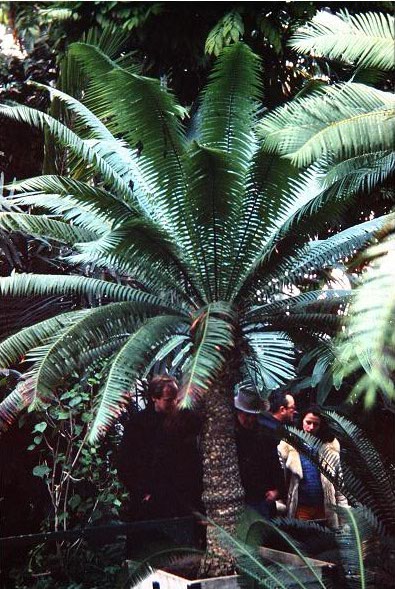 Dioon spinulosum 