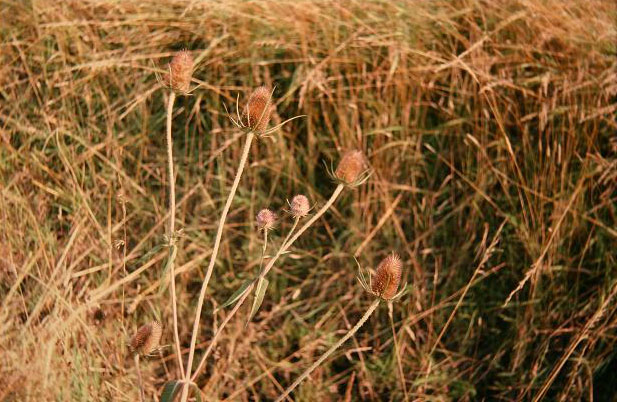 Dipsacus fullonum 