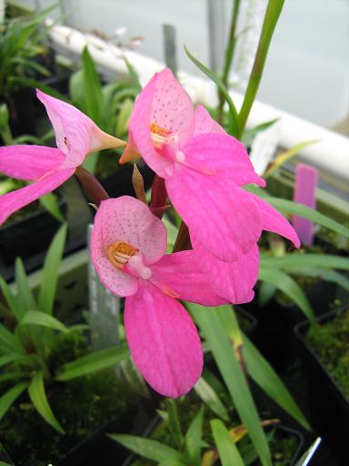 Disa Helmut Meyer 'Pat' 