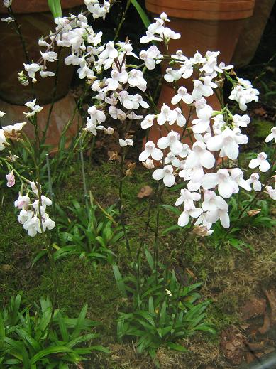 Disa tripetaloides 