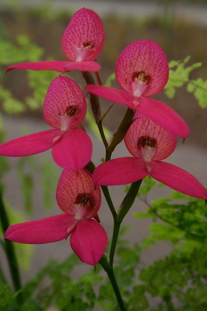 Disa Watsonii 