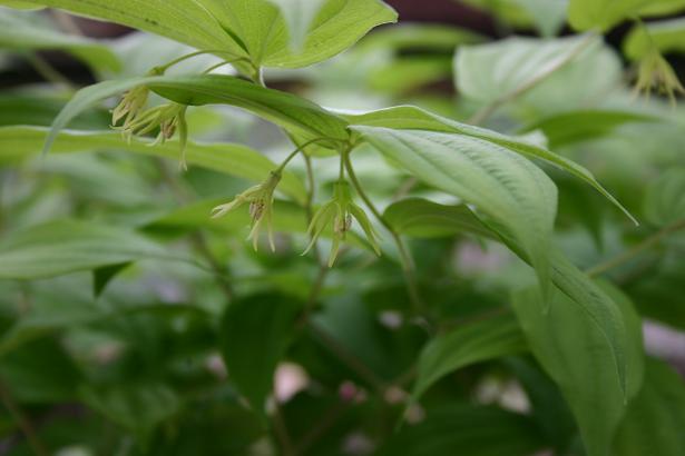 Disporum lanuginosum 