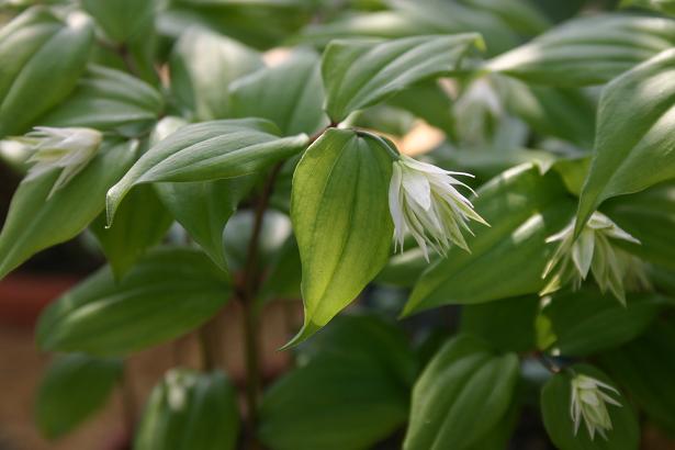 Disporum smilacinum 'Double Form' 