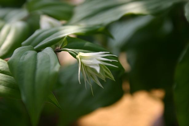 Disporum smilacinum 'Double Form' 