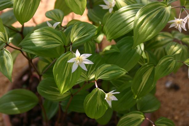 Disporum smilacinum 'Raimai' 