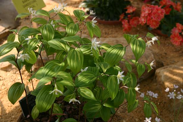 Disporum smilacinum 'Raimai' 