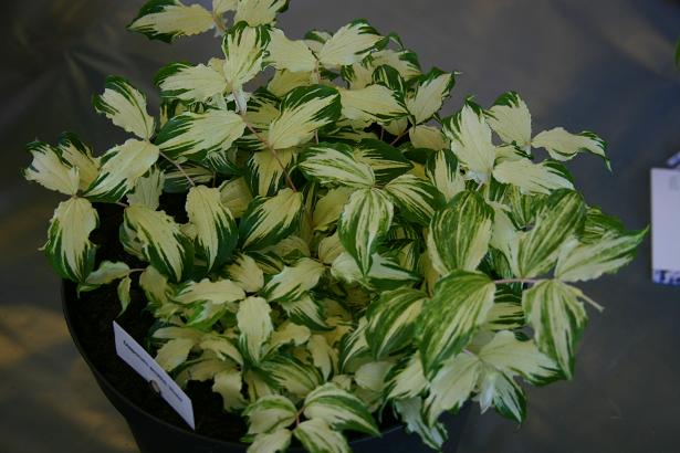 Disporum smithii 'Riele' 