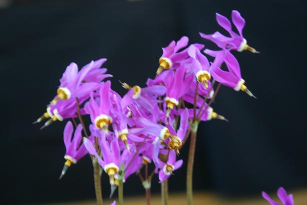 Dodecatheon dentatum 