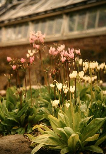 Dodecatheon meadia 