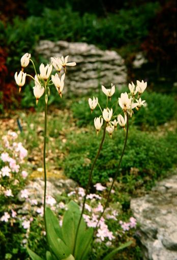 Dodecatheon media Alba 