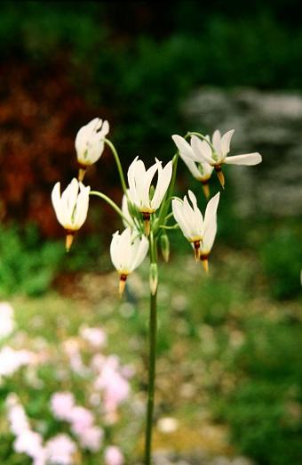 Dodecatheon media Alba 