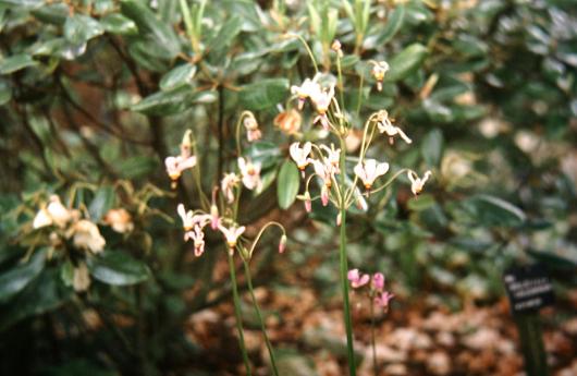 Dodecatheon radicatum 