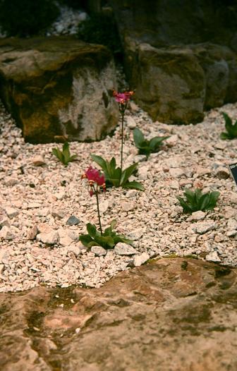 Dodecatheon salinum 