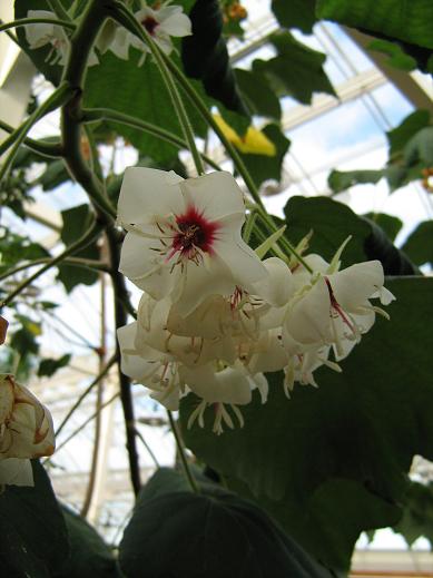 Dombeya burgessiae 