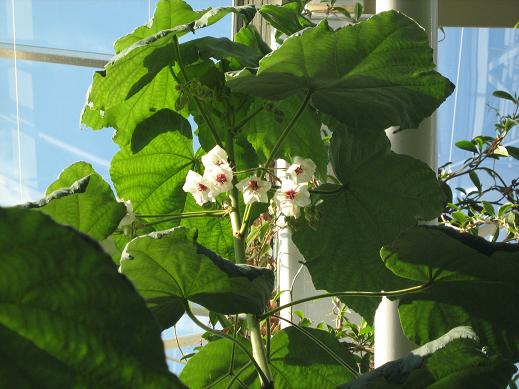 Dombeya burgessiae 