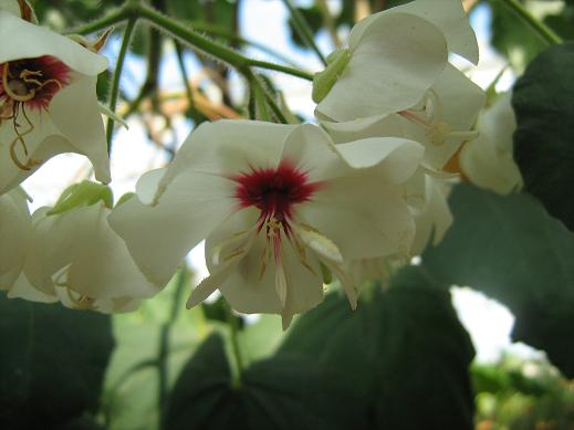 Dombeya burgessiae 