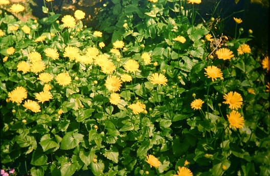 Doronicum plantagineum 