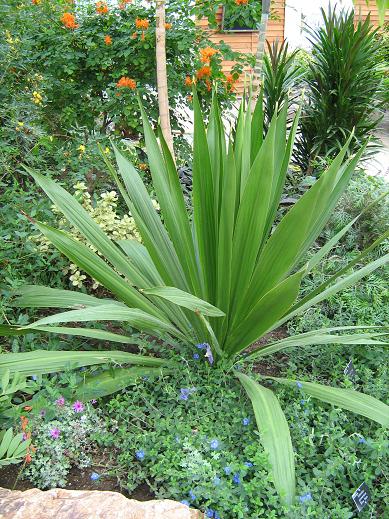 Doryanthes palmeri 