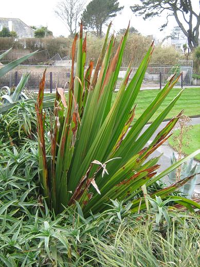 Doryanthes palmeri 