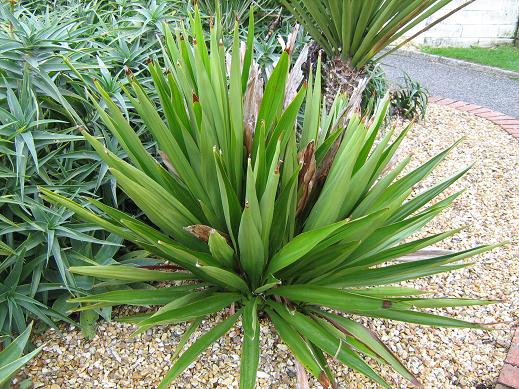 Doryanthes palmeri 