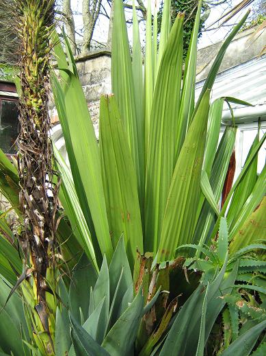 Doryanthes palmeri 