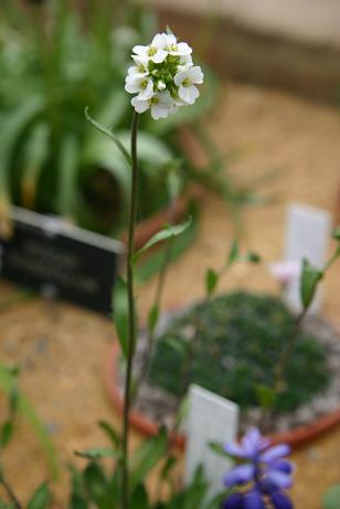 Draba kitadakensis 