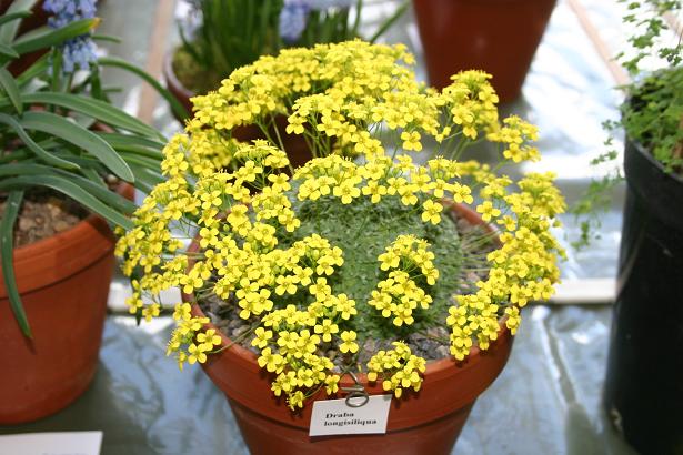 Draba longisiliqua 