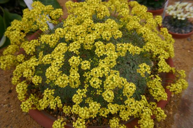 Draba (longisiliqua x mollissima) 