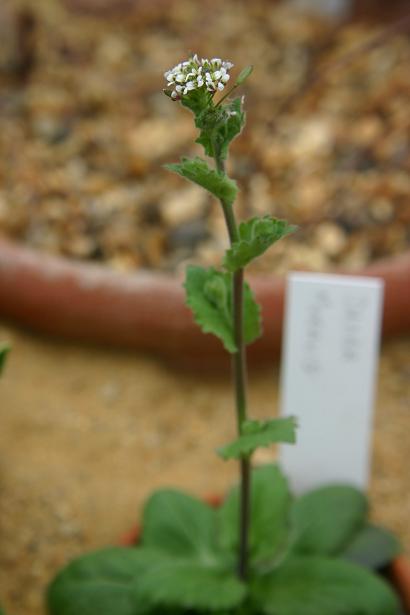 Draba muralis 