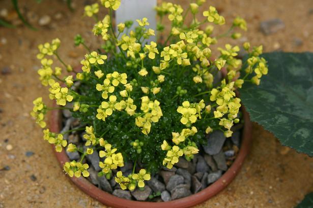 Draba oligosperma 