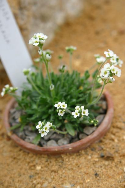 Draba simonkaiana 