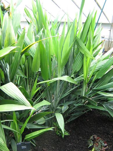 Dracaena aubryana 