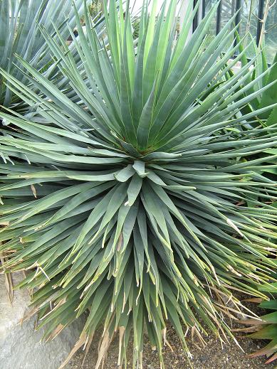 Dracaena cinnabari 