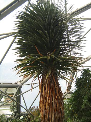 Dracaena draco 