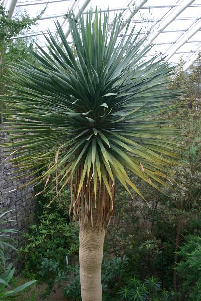 Dracaena draco 